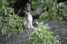 Grüne Meerkatzen (3 von 67).jpg